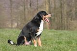 BOUVIER D'APPENZELL 111